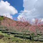 From Taipei: Alishan 2 Days Private Tour - Day 2: Village Charm and Scenic Stops