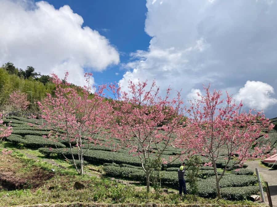 From Taipei: Alishan 2 Days Private Tour - Day 2: Village Charm and Scenic Stops