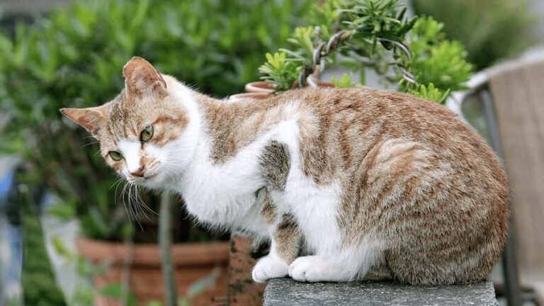 From Taipei: Yehliu, Shifen, Houtong & Jiufen One Day Tour - Cultural Highlights: Shifen Old Street and Sky Lanterns