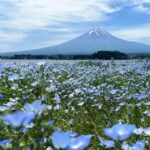 From Tokyo: Mount Fuji Full Day Customized Private Tour 9pax - Why Opt for a Private, Customizable Mount Fuji Tour?