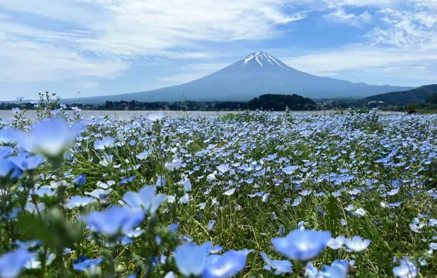From Tokyo: Mount Fuji Full Day Customized Private Tour 9pax - Why Opt for a Private, Customizable Mount Fuji Tour?