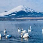 From Tokyo Mount Fuji Full Day Shared Tour - FAQ