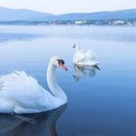 From Tokyo: Mt. Fuji 6 Attractions: Lake Kawaguchi, Oshino Hakkai - Who Is This Tour Best For?