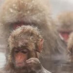 From Tokyo: Nagano Day Private Tour With English Driver - Who Should Consider This Tour?