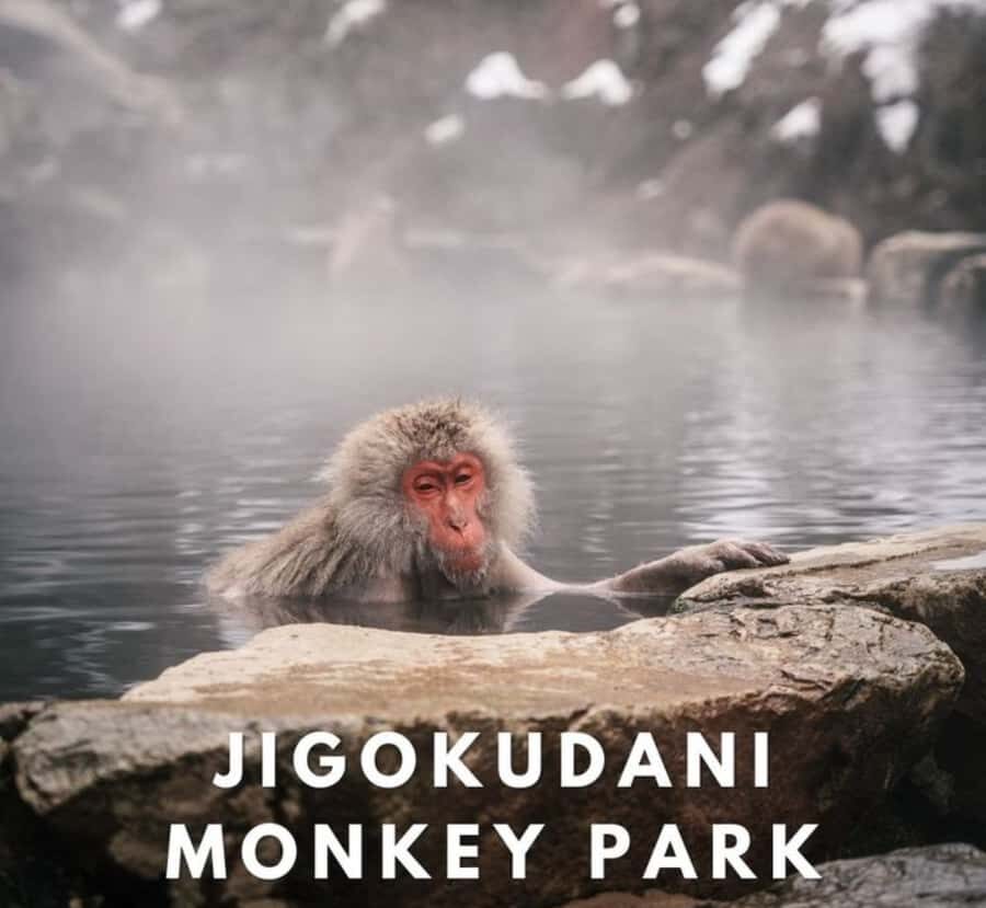 From Tokyo: Nagano Private Tour with Snow Monkeys - Who Will Love This Experience?