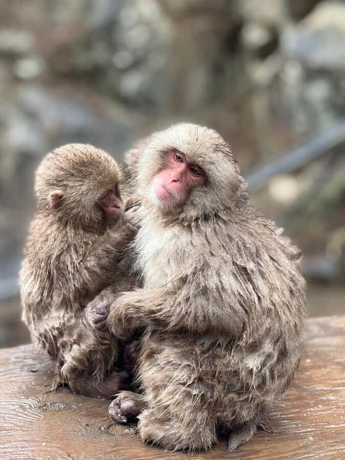 From Tokyo/Nagano: Snow Monkey Zenkoji Temple Private tour. - FAQ