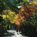 From Tokyo: Nikko World Heritage Sight Full Day Private Tour - Why This Tour Offers Great Value