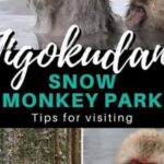 From Tokyo: Snow Monkey Park Private Tour With English Guide - Practical Tips and Considerations