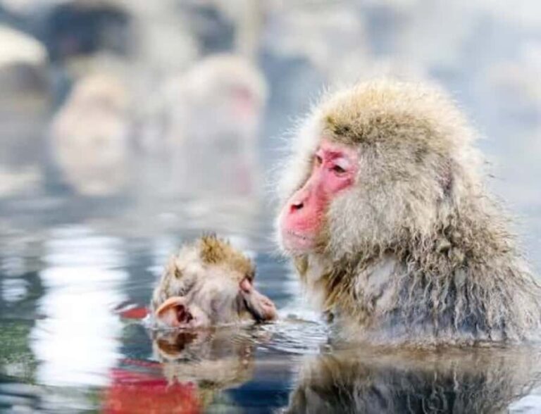 From Tokyo: Snow Monkey & Zenkoji Temple Customizable Tour - In-Depth: Zenko-ji Temple