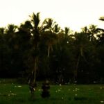 From Ubud: Balinese Home Visit and Firefly Experience - A Closer Look at the Experience