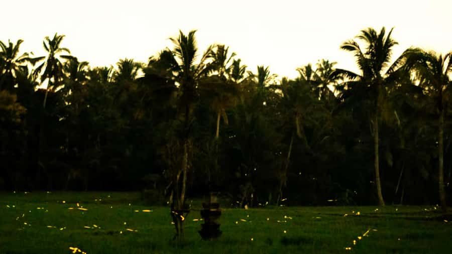 From Ubud: Balinese Home Visit and Firefly Experience - A Closer Look at the Experience