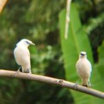 From Ubud: Tengkudak Village Guided Tour with Bird Spotting - Who Will Love This Tour?
