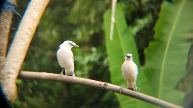 From Ubud: Tengkudak Village Guided Tour with Bird Spotting - Who Will Love This Tour?