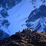 From Uttarey: 19-Day Kanchenjunga Round-Trip Trek - Practical Details and What to Expect