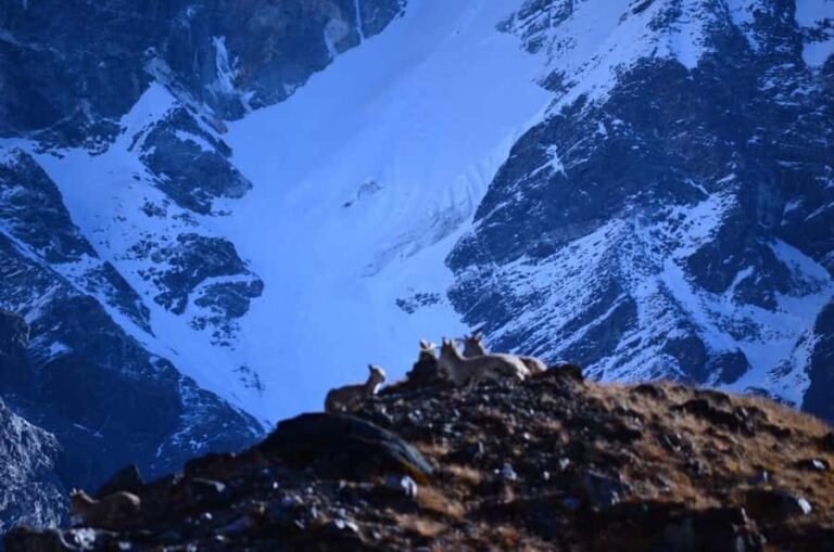 From Uttarey: 19-Day Kanchenjunga Round-Trip Trek - Practical Details and What to Expect