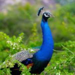 From Yala: Private Transfer to Mirissa with Udawalawe Safari - Who Will Love This Tour?