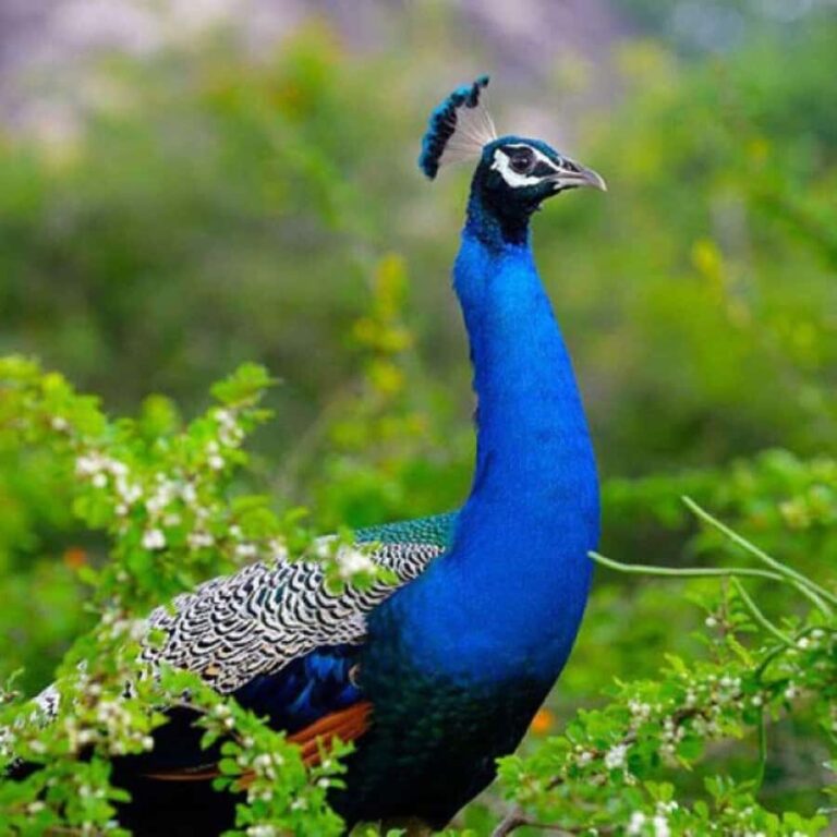 From Yala: Private Transfer to Mirissa with Udawalawe Safari - Who Will Love This Tour?