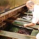 Fugu Experience Tour Learn and Taste Japans Pufferfish Cuisine - Meet in Tokyo and Fly to Oita