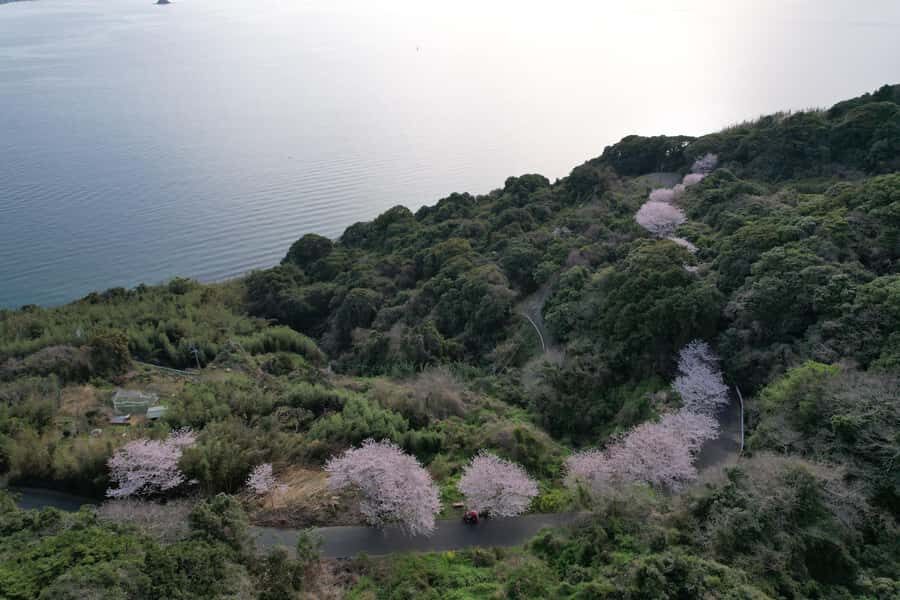 Fukuoka: Nokonoshima Island Guided Walking Tour - Walking from the Ferry to Nokonoshima Island Park