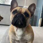 Fukuoka Photo Activity Experience with Large Dogs - The Authenticity of the Experience