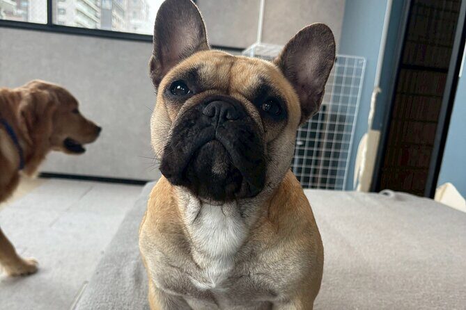 Fukuoka Photo Activity Experience with Large Dogs - The Authenticity of the Experience