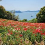 Fukuoka:Nokonoshima Island Day Trip with Tour Guide& Driver - What to Expect from the Experience