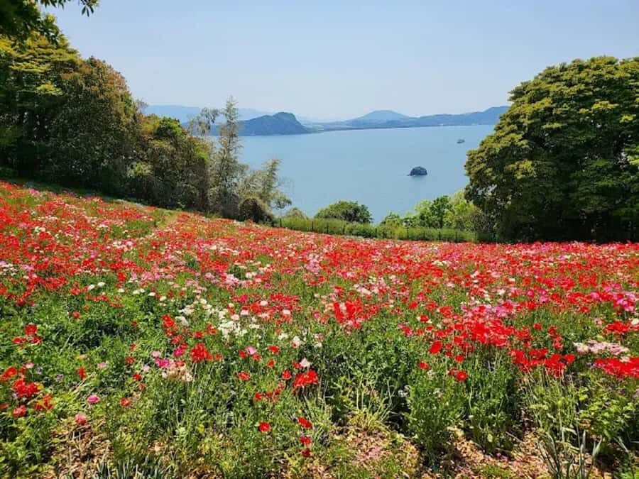 Fukuoka:Nokonoshima Island Day Trip with Tour Guide& Driver - What to Expect from the Experience