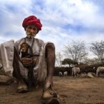 Full-Day Bishnoi Village Safari - Detailed Breakdown of the Itinerary