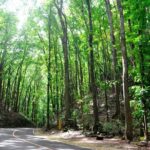 Full-Day Bohol Excursion - depart Cebu (Best Seller) - The Breakdown of the Bohol Day Trip