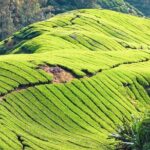 Full-day Cameron Highlands & Batu Caves Tour from Kuala Lumpur - The Heart of Tea Culture: Boh Tea Plantation