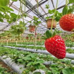 Full-day Cameron Highlands Tour - Practical Tips for Your Cameron Highlands Day Trip