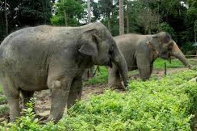 Full Day Elephant Sanctuary Tour with lunch Local food - FAQ