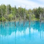 Full-Day Furano Lavender Farm and Blue Pond from Sapporo - What Travelers Say: Real Insights