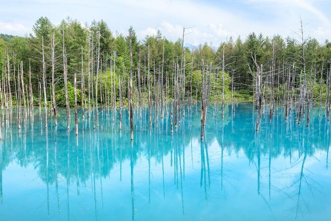 Full-Day Furano Lavender Farm and Blue Pond from Sapporo - What Travelers Say: Real Insights