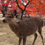 Full Day Guided Tour to Nara from Osaka by Van - Value and Practical Aspects