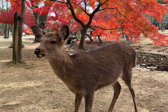 Full Day Guided Tour to Nara from Osaka by Van - Value and Practical Aspects