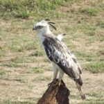 Full Day, Half Day and 4 Hour Safari in Udawalawe - The Sum Up