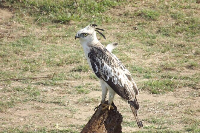 Full Day, Half Day and 4 Hour Safari in Udawalawe - The Sum Up