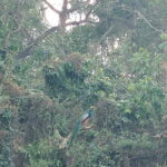 Full Day Jeep Safari in Chitwan National Park - Practical Details and Value for Money