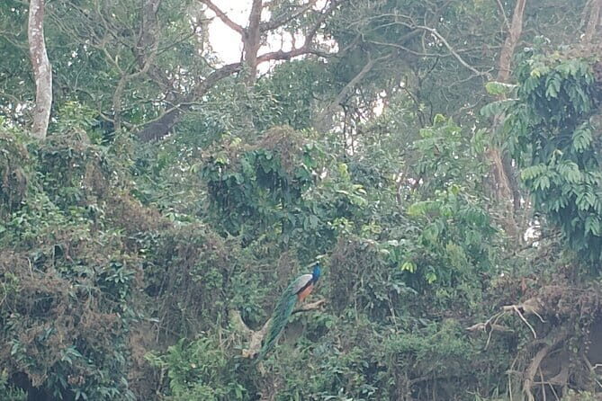 Full Day Jeep Safari in Chitwan National Park - Practical Details and Value for Money