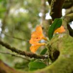 Full Day Kinabalu Park World Heritage Site - The Experience You’ll Take Home