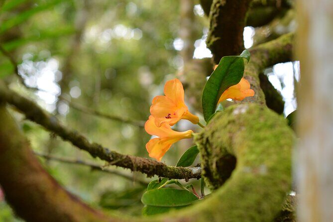 Full Day Kinabalu Park World Heritage Site - The Experience You’ll Take Home