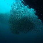 Full-Day Koh Bon Scuba Diving from Phuket - What Makes This Tour Stand Out