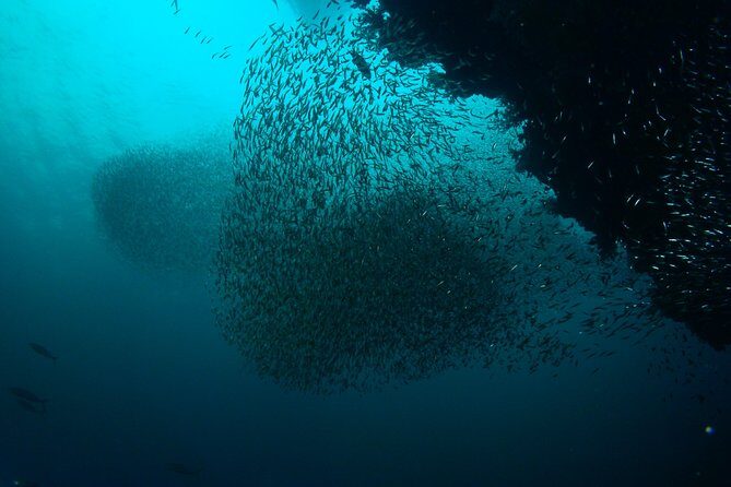 Full-Day Koh Bon Scuba Diving from Phuket - What Makes This Tour Stand Out