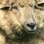 Full-Day Omaka Aviation Heritage Center and Wine Tasting Tour - The Itinerary in Detail