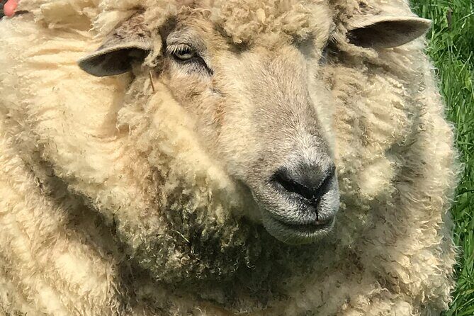 Full-Day Omaka Aviation Heritage Center and Wine Tasting Tour - The Itinerary in Detail