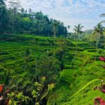 Full-Day Private and Guided Tour Around Ubud - The Convenience of Private, Guided Transportation