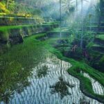 Full day Private Tour in Ubud with Classic Car - Who Should Book This Tour?