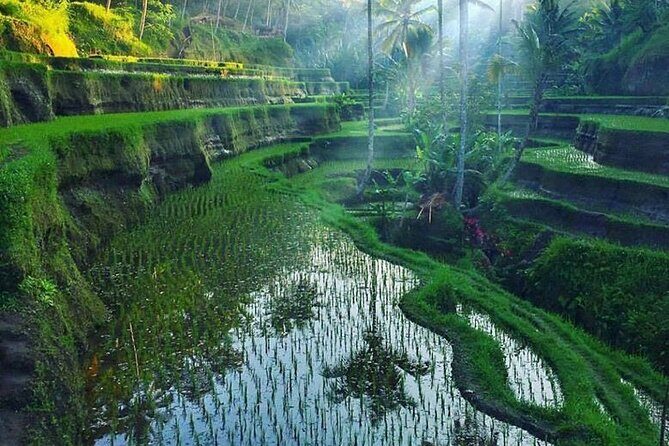 Full day Private Tour in Ubud with Classic Car - Who Should Book This Tour?