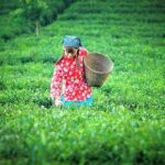 Full-Day Private Tour of Anxi County from Xiamen with Lunch - Why This Tour Offers Great Value